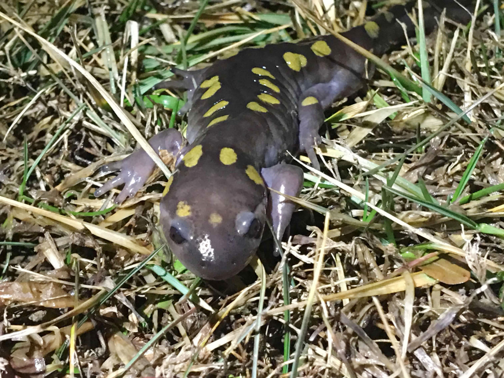 Spotted Salamander 2018